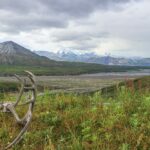 Atemberaubender Denali Nationalpark: Alaskas Weite & Tierwelt erleben