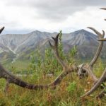 Ein mächtiges Geweih im Denali Nationalpark