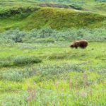 Grizzlybär im Denali Nationalpark