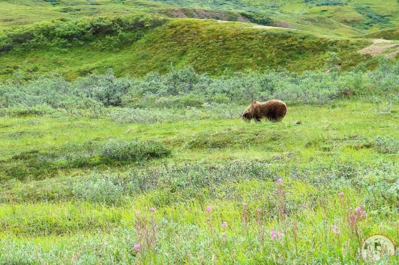 Grizzlybär im Denali Nationalpark
