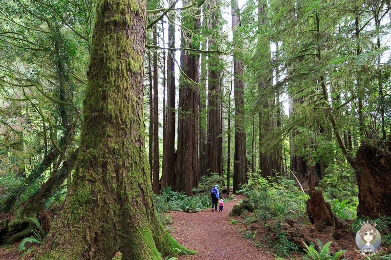 Wanderung mit Kind durch die Redwoods
