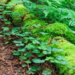 Kleeblätter im Prairie Creek Redwoods State Park