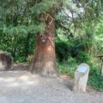Ein Mammutbaum im Park von Schloss Paffendorf