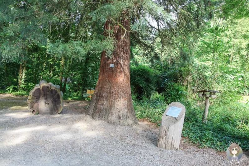 Ein Mammutbaum im Park von Schloss Paffendorf