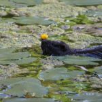 Nutria im Park von Schloss Paffendorf