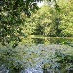 Seerosenteich im Park Schloss Paffendorf