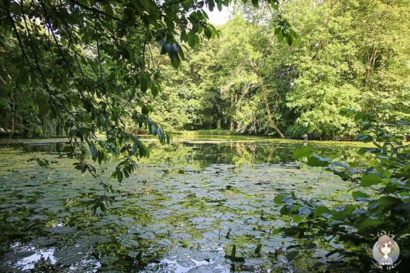 Seerosenteich im Park Schloss Paffendorf