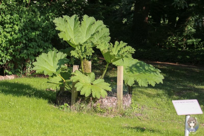 Pflanzen im Park von Schloss Paffendorf