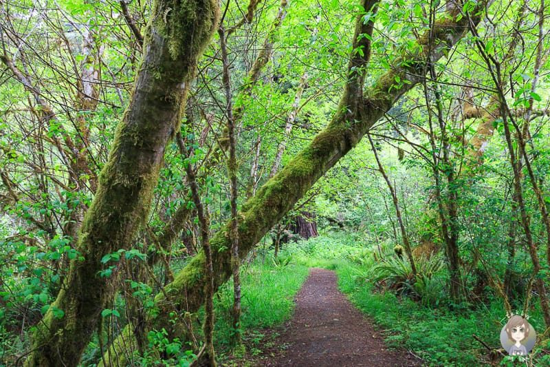 Auf dem Redwood Access Trail
