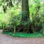 Der Revelation Trail am Elk Prairie Campground