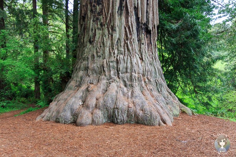 Riesiger Redwood am Elk Prairie Campground