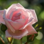 Rose im Park vom Schloss Paffendorf