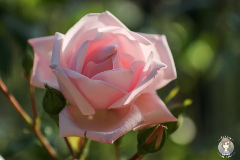 Rose im Park vom Schloss Paffendorf