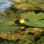 Pflanzen und Seerose am Schloss Paffendor