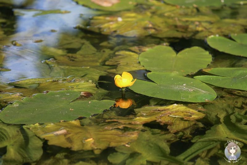 Pflanzen und Seerose am Schloss Paffendor
