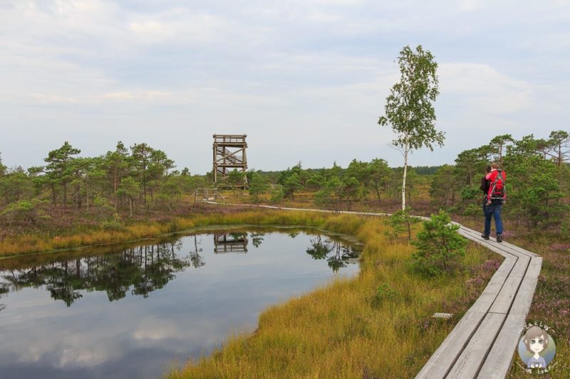 Wanderung im Kemeri Nationalpark im Baltikum mit Kind