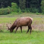 Wapiti auf dem Riesiger Redwood am Elk Prairie Campground