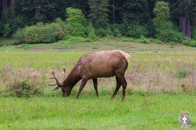 Wapiti auf dem Riesiger Redwood am Elk Prairie Campground