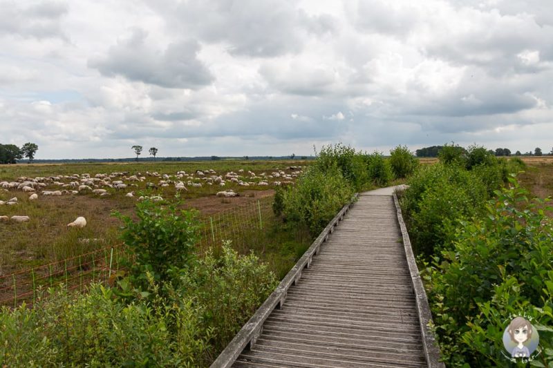 Familiepad Noordenveld in Drenthe