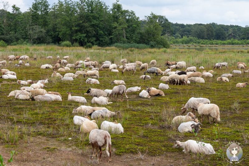 Dwingelderveld Schafe am Noordenveld in Drenthe