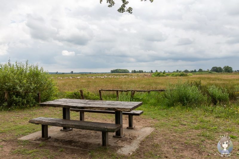Picknickplatz im Dwingelderveld