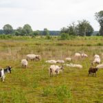 Schafe im Dwingelderveld Nationalpark in Drenthe