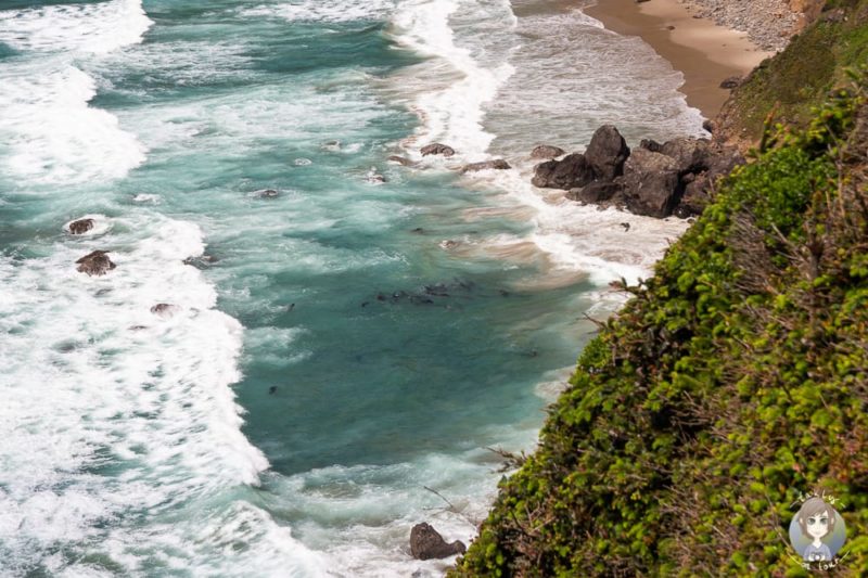 Seelöwen in der Bucht vom Heceta Head Vista Point