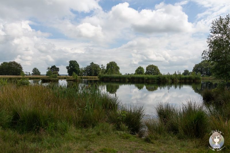 Smitsveen im Dwingelderveld Nationalpark in Drenthe