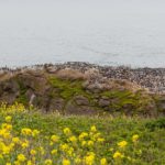 Pinguine und Vögel am Yaquina Head