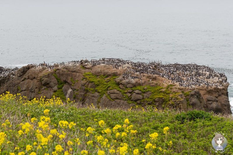 Pinguine und Vögel am Yaquina Head