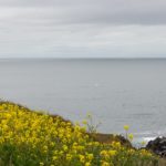 Walsichtung vom Yaquina Head nahe Newport
