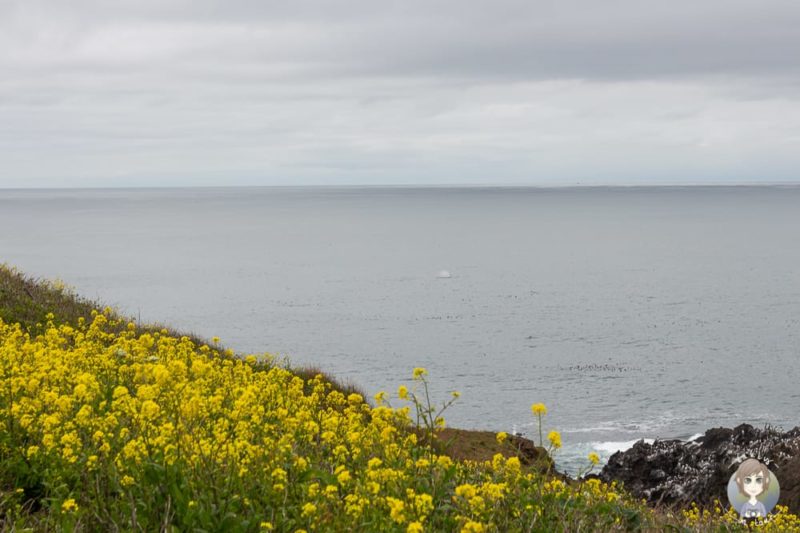 Walsichtung vom Yaquina Head nahe Newport