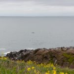 Wal am Yaquina Head nahe Newport