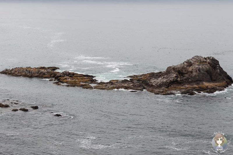 vorgelagerte Insel am Yaquina Head