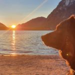 Urlaub und Camping mit Hund im Wohnmobil