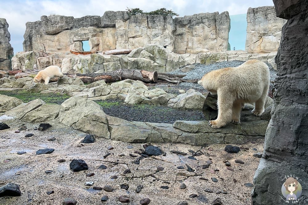 Eisbären im Zoo Bremerhaven Sehenswürdigkeiten