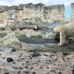 Eisbären im Zoo Bremerhaven Sehenswürdigkeiten