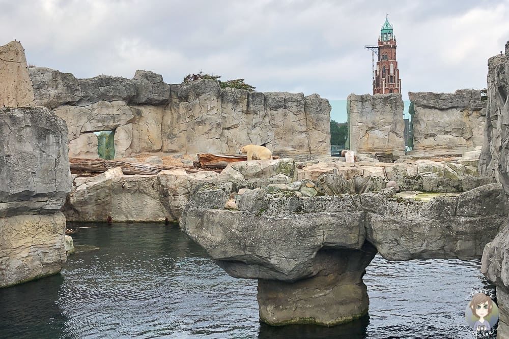 Blick auf das Eisbärengelände im Zoo am Meer Bremerhaven