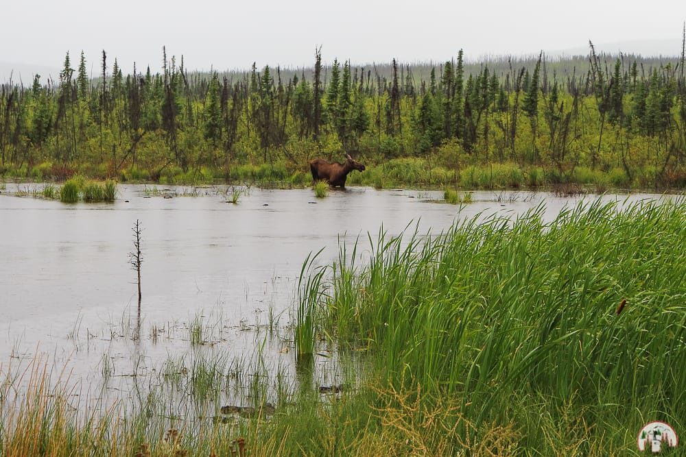 Ein Elch am Dalton Highway