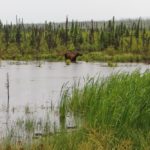 Ein Elch am Dalton Highway