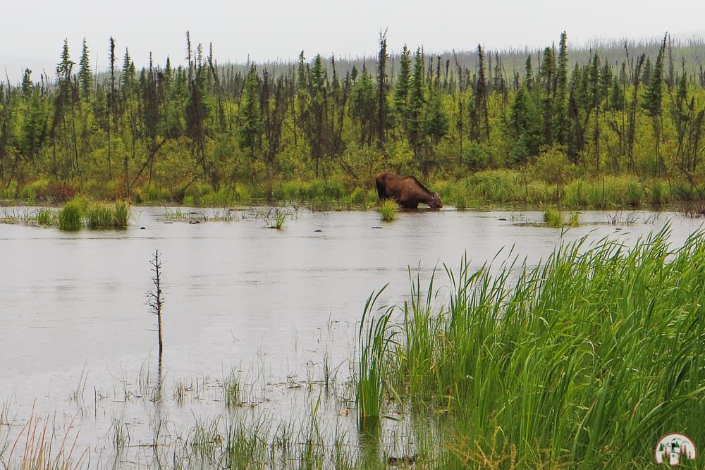 Elch am Dalton Highway Alaska