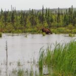 Elch am Dalton Highway Alaska
