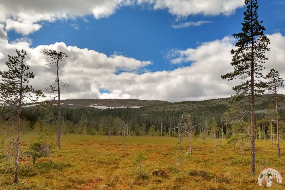 Besuch des Fulufjaellet Nationalpark auf Roadtrip durch Schweden
