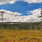 Besuch des Fulufjaellet Nationalpark auf Roadtrip durch Schweden