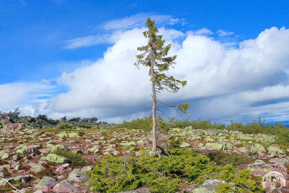 Old Tjikko im Fulufjaellet Nationalpark auf Schweden Roadtrip