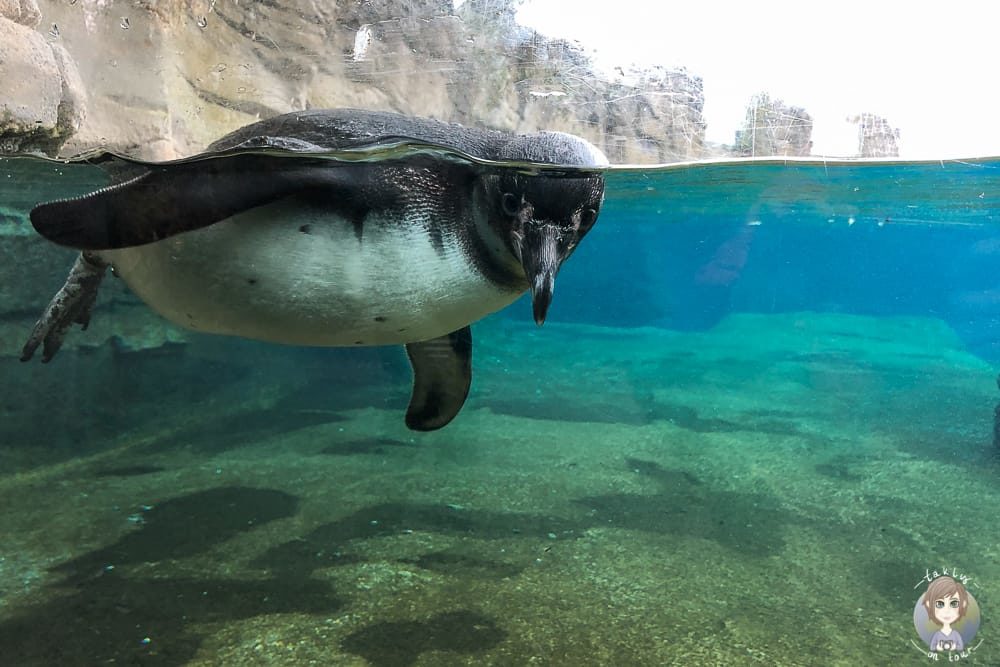 Pinguin im Zoo am Meer Bremerhaven Sehenswürdigkeiten