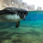 Pinguin im Zoo am Meer Bremerhaven Sehenswürdigkeiten