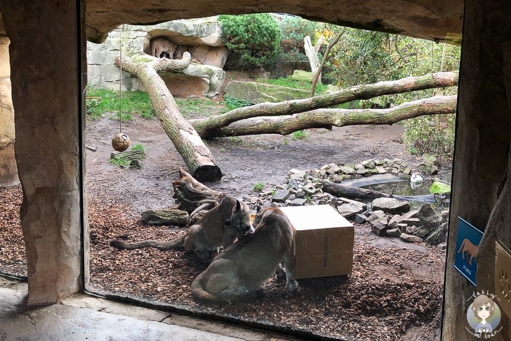 Pumas im Zoo Bremerhaven