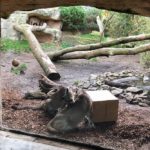 Pumas im Zoo Bremerhaven