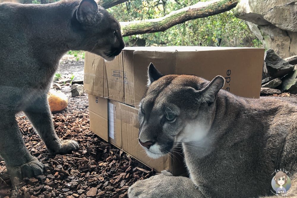 Pumas hautnah im Zoo am Meer Bremerhaven